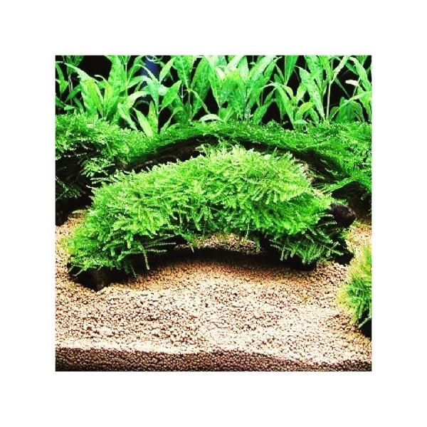 水草 S流木 ウィローモス付き ３個 Buyee Buyee 提供一站式最全面最專業現地yahoo Japan拍賣代bid代拍代購服務 Bot Online