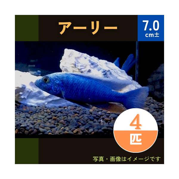 22福袋 熱帯魚 アフリカンシクリッド Hapl アーリー 匹 4cm 観賞魚生体 Www Cosmopharmaint Com