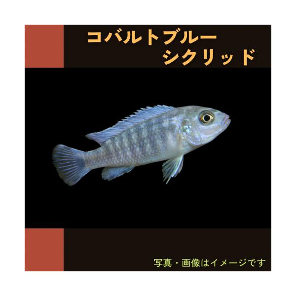 熱帯魚 アフリカンシクリッド コバルトブルーゼブラシクリッド 3cm 1匹 Mci0010 増子水景 通販 Yahoo ショッピング
