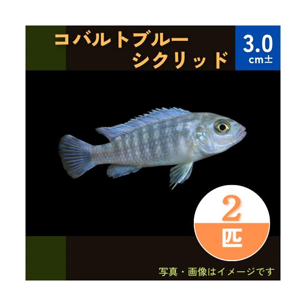 熱帯魚 アフリカンシクリッド コバルトブルーゼブラシクリッド 3cm 2匹 Mci0011 増子水景 通販 Yahoo ショッピング