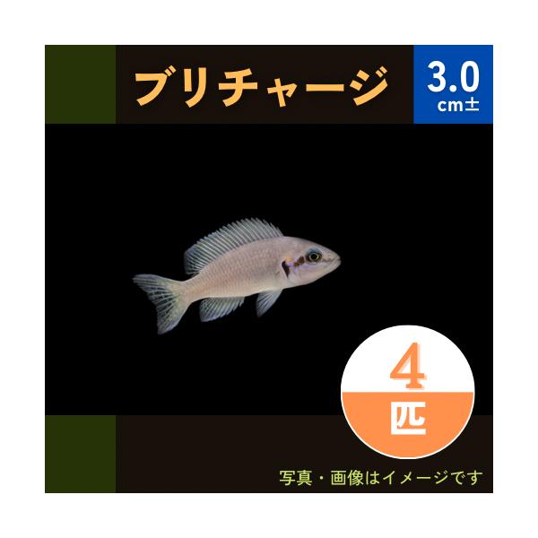 熱帯魚 アフリカンシクリッド Lamp ブリチャージ 3cm 4匹 Mci0027 増子水景 通販 Yahoo ショッピング