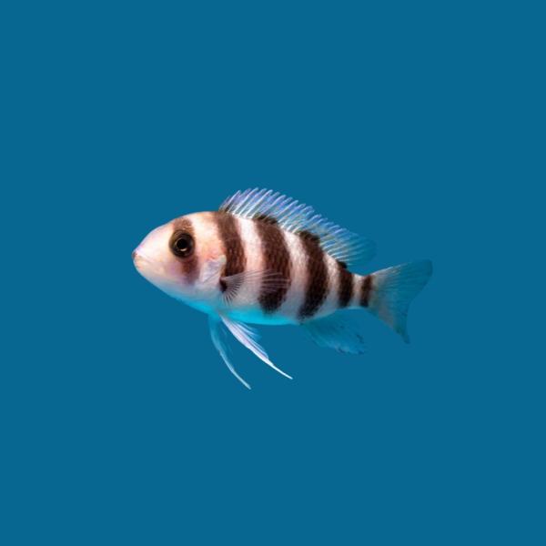 アフリカンシクリッド フロントーサモバWILD 14-15㎝ 写真個体販売