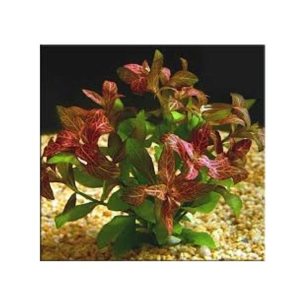 有茎草 水草 ハイグロフィラ ロザエネルビス 水中葉 １束分 Buyee 日本代购平台 产品购物网站大全 Buyee一站式代购 Bot Online