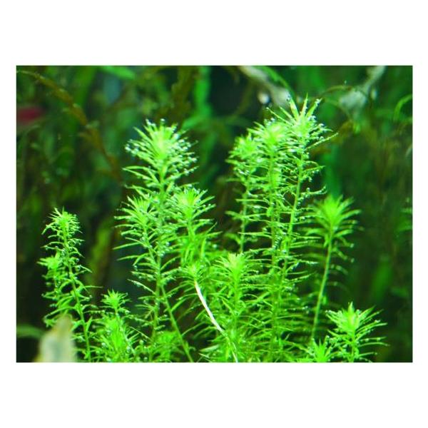 有茎草 水草 マヤカ 水中葉 １束分 Mizuk0028 増子水景 通販 Yahoo ショッピング