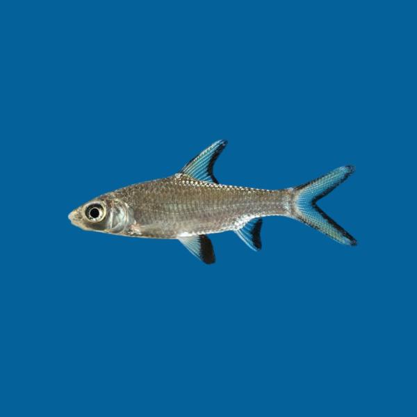 熱帯魚 コイ科 シルバーシャーク 約4cm 9匹 【大型水槽の遊泳魚