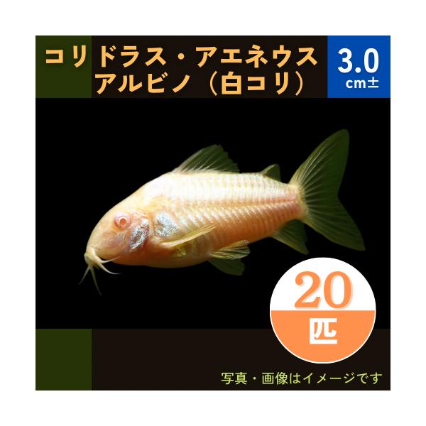 熱帯魚 コリドラス コリドラス アエネウス アルビノ 3cm 匹 Mna 増子水景 通販 Yahoo ショッピング