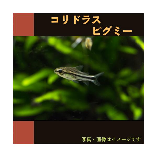 熱帯魚 コリドラス コリドラス ピグミー 1cm １０匹 Mna 増子水景 通販 Yahoo ショッピング