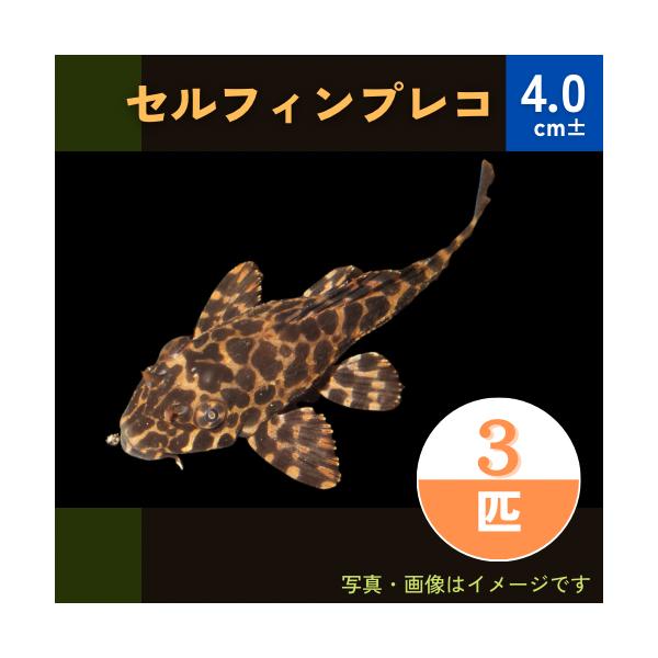 熱帯魚 プレコ セルフィンプレコ 4cm 3匹 Mna 増子水景 通販 Yahoo ショッピング
