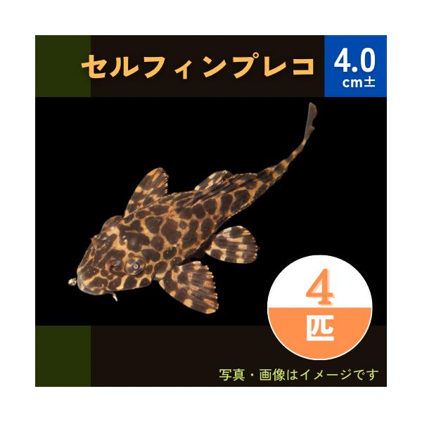熱帯魚 プレコ セルフィンプレコ 4cm 4匹 Mna 増子水景 通販 Yahoo ショッピング