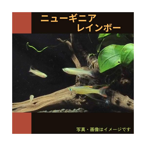 熱帯魚 レインボーフィッシュ ニューギニアレインボー オス Smサイズ 10匹 Buyee Buyee 提供一站式最全面最專業現地yahoo Japan拍賣代bid代拍代購服務 Bot Online