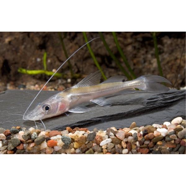 熱帯魚 ナマズ インドシャベルノーズキャット 5ｃｍ 1匹 Buyee Buyee 日本の通販商品 オークションの代理入札 代理購入