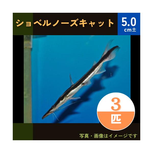 熱帯魚 ナマズ ショベルノーズキャット 6cm 1匹 Wild Nam06 0131 増子水景 通販 Yahoo ショッピング