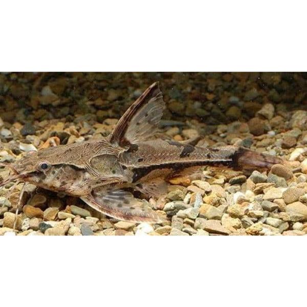 熱帯魚 ナマズ スピンドルキャット 7cm 3匹 Buyee Buyee 日本の通販商品 オークションの代理入札 代理購入