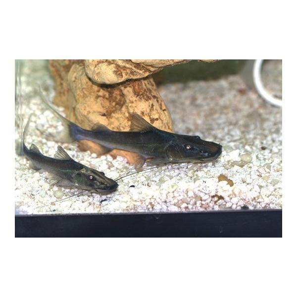 熱帯魚 ナマズ ドラドキャット ６cm １匹 Nam10 0152 増子水景 通販 Yahoo ショッピング