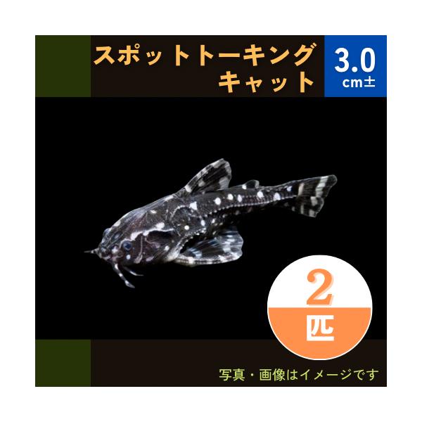 熱帯魚 ナマズ スポット トーキングキャット 3cm 2匹 Buyee Buyee Japanese Proxy Service Buy From Japan Bot Online