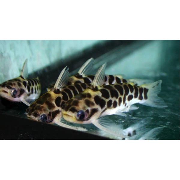 熱帯魚 ナマズ レオパードタティア 4cm 1匹 Buyee Buyee 日本の通販商品 オークションの代理入札 代理購入