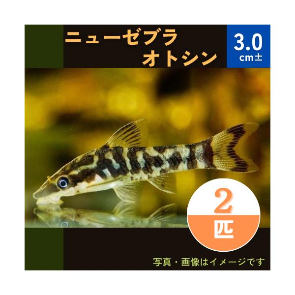 熱帯魚 ナマズ ニューゼブラオトシン ３ｃｍ 2匹 Oto06 0059 増子水景 通販 Yahoo ショッピング