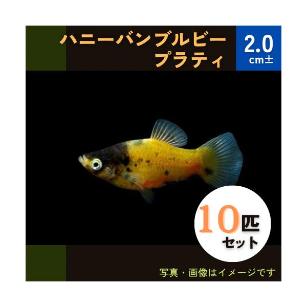 熱帯魚 カダヤシ メダカ ハニーバンブルビープラティー 2匹 Buyee Buyee 日本の通販商品 オークションの代理入札 代理購入