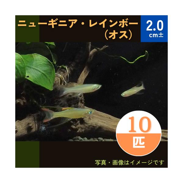 熱帯魚 レインボーフィッシュ ニューギニアレインボー オス Smサイズ 5匹 Buyee Buyee 日本の通販商品 オークションの代理入札 代理購入