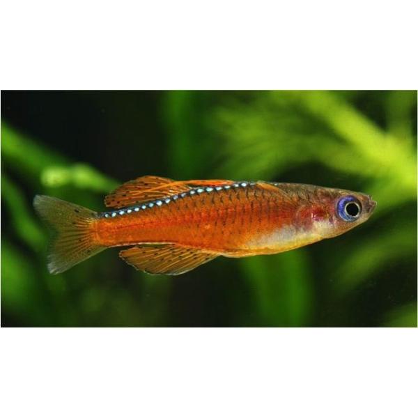 熱帯魚 レインボーフィッシュ ファイアーレッドレインボー ペア不可 Smサイズ 5匹 Buyee Buyee Jasa Perwakilan Pembelian Barang Online Di Jepang