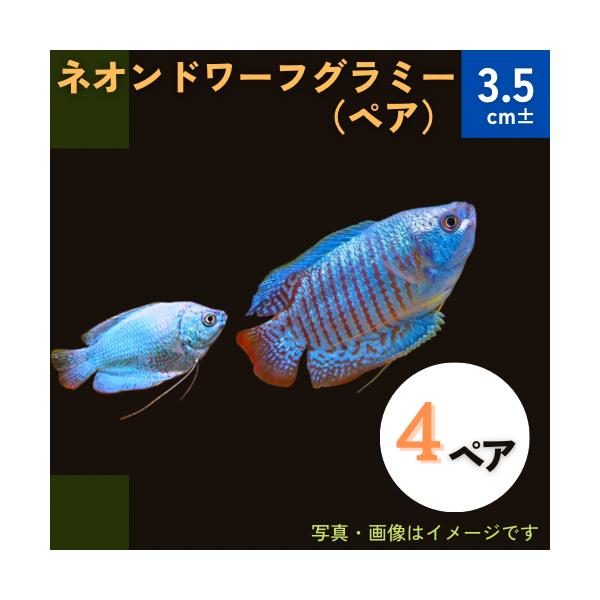熱帯魚 グラミー ネオンドワーフグラミー 4cm 4ペア Sdbg2239 増子水景 通販 Yahoo ショッピング