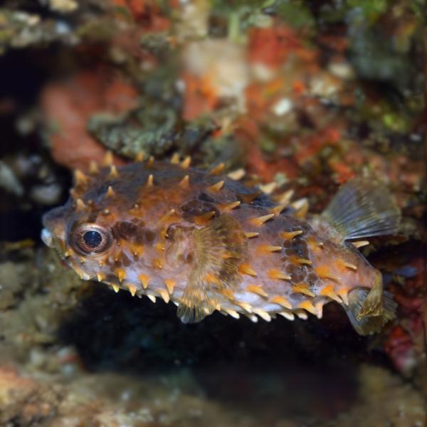 海水魚 フグ メイタイシガキフグ 13cm 1匹 Sdf0113 増子水景 通販 Yahoo ショッピング