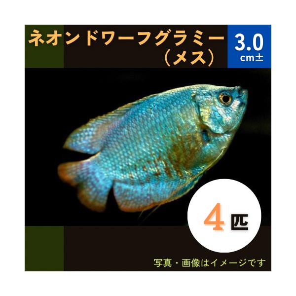 熱帯魚 グラミー ネオンドワーフグラミー 4cm メス4匹 Sdfb2227 増子水景 通販 Yahoo ショッピング