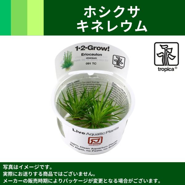 ホシクサsp.キンバリーナロー 1株　直径約8cm mame-store_sdfv7sfv8