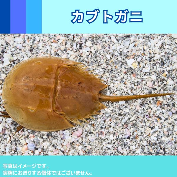 特大サイズ カブトガニ 剥製 雌 乾燥 標本 甲殻類 甲羅 特大サイズ カブトガニ 剥製 雌 乾燥 標本 甲殻類 甲羅 - メルカリ