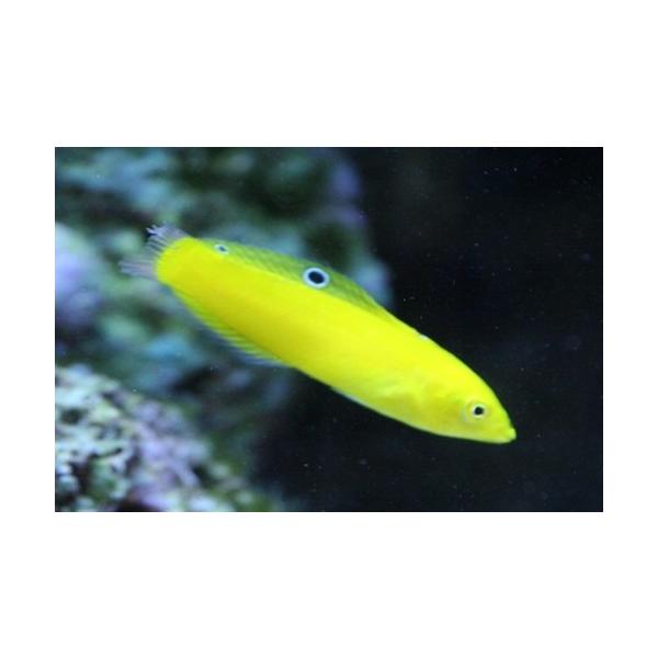 海水魚 ベラ コガネキュウセン 5cm 2匹 Sea001 1168 増子水景 通販 Yahoo ショッピング