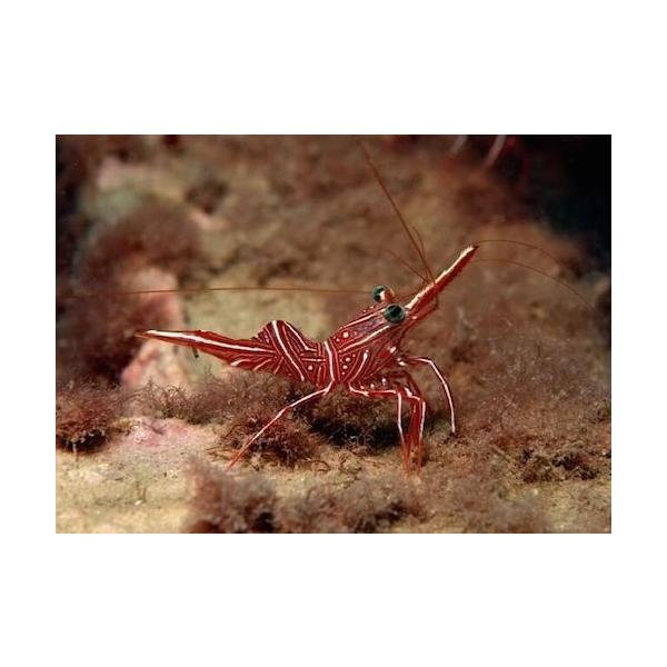 海水魚 エビ キャメルシュリンプ Smサイズ 5匹 Buyee Buyee 日本の通販商品 オークションの代理入札 代理購入