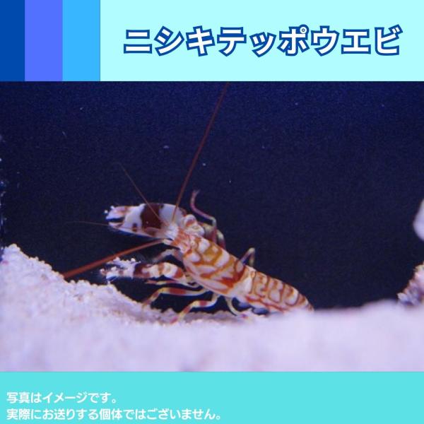 最旬トレンドパンツ 海水魚 エビ 3匹 3cm ニシキテッポウエビ 観賞魚生体 Oyostate Gov Ng