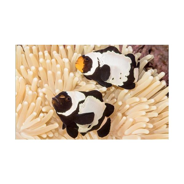 海水魚 スズメダイ ブラックスノーフレークオセラリス 国産ブリード ３ｃｍ ２匹 Sea01 0847 増子水景 通販 Yahoo ショッピング