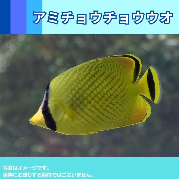 海水魚 チョウチョウウオ アミチョウチョウウオ 6cm 1匹 Sea01 1108 増子水景 通販 Yahoo ショッピング