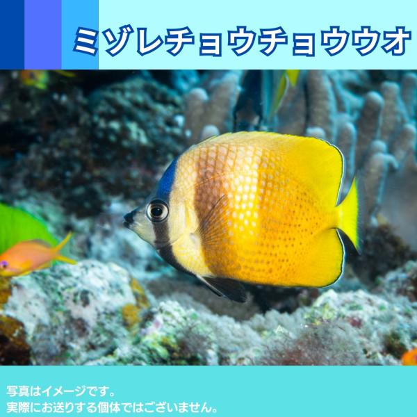 海水魚 チョウチョウウオ ミゾレチョウチョウウオ 5cm 1匹 Sea01 1112 増子水景 通販 Yahoo ショッピング