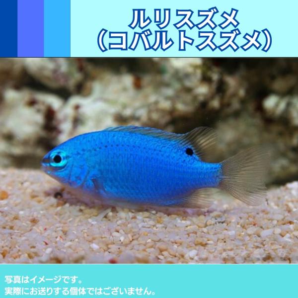 海水魚 スズメダイ コバルトスズメダイ ルリスズメ 沖縄産 3cm １匹 Ser01 2323 増子水景 通販 Yahoo ショッピング