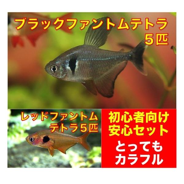 初心者向け安心セット ブラックファントムテトラ５匹 レッドファントムテトラ５匹 セット No A ５ Buyee Buyee Japanese Proxy Service Buy From Japan Bot Online