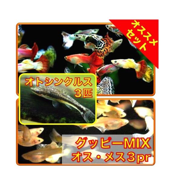 初心者向け安心セット ミックスグッピー３ｐｒ オトシンクルス３匹 セット No A ８４ Buyee Buyee Japanese Proxy Service Buy From Japan Bot Online