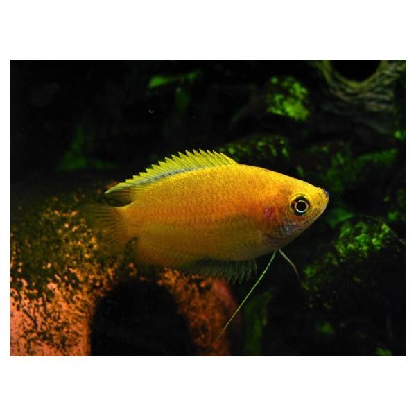 初心者向け安心セット ゴールデンハニードワーフ グラミー５匹 ミナミヌマエビ５匹 セット Buyee Buyee 提供一站式最全面最專業現地yahoo Japan拍賣代bid代拍代購服務 Bot Online