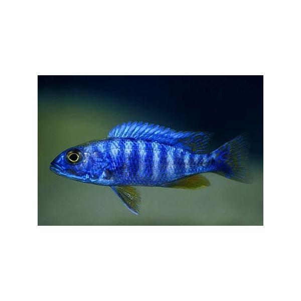 熱帯魚 アフリカンシクリッドセット アーリー５匹 ４ｃｍ前後 フロントーサ５匹 ３ｃｍ前後 水草 Buyee Buyee Japanese Proxy Service Buy From Japan Bot Online