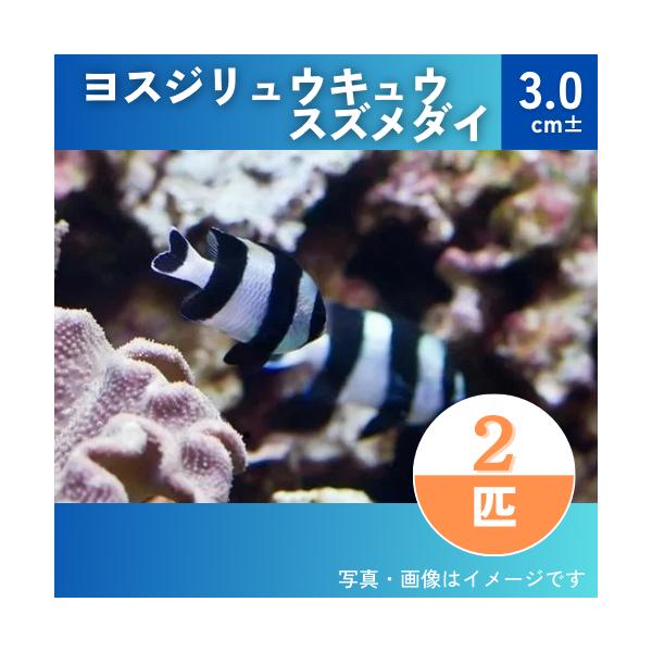 海水魚 スズメダイ ヨスジリュウキュウスズメダイ 3cm 2匹 Suzu2324 増子水景 通販 Yahoo ショッピング