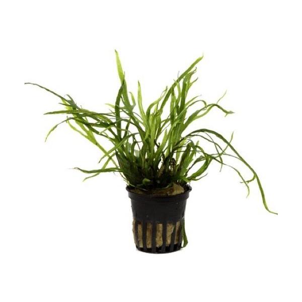 Tropica 水草 ミクロソリウムトライデント 1pot Buyee Buyee Japanese Proxy Service Buy From Japan Bot Online
