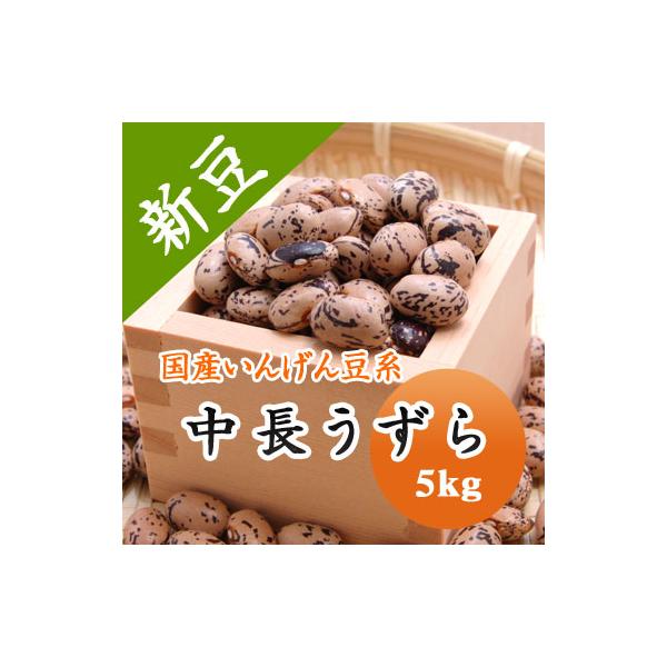 豆 うずら豆 送料無料 北海道産 中長うずら 令和７年産 5kg 業務用
