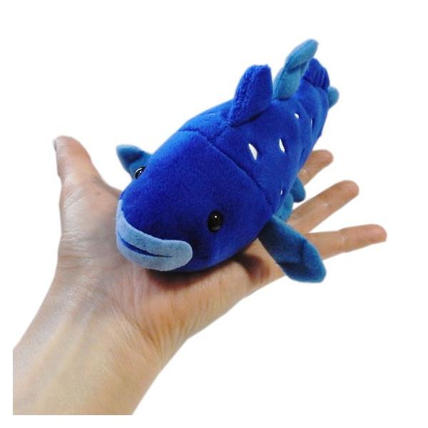 シーラカンスのぬいぐるみ 水族館 グッズ 海の生き物 海中散歩おともだちビーンズ シーラカンスブルー18cm まんぼう屋ドットコム Buyee Buyee Japanese Proxy Service Buy From Japan Bot Online