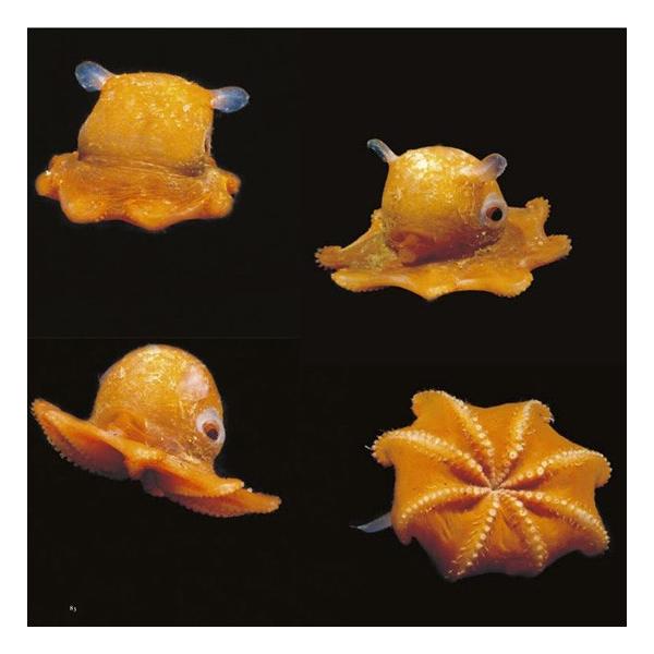 深海魚 図鑑 本 写真集 パイインターナショナル 深海世界 フルカラー 96ページ ゆうパケット発送可 まんぼう屋ドットコム Buyee Buyee 日本の通販商品 オークションの代理入札 代理購入