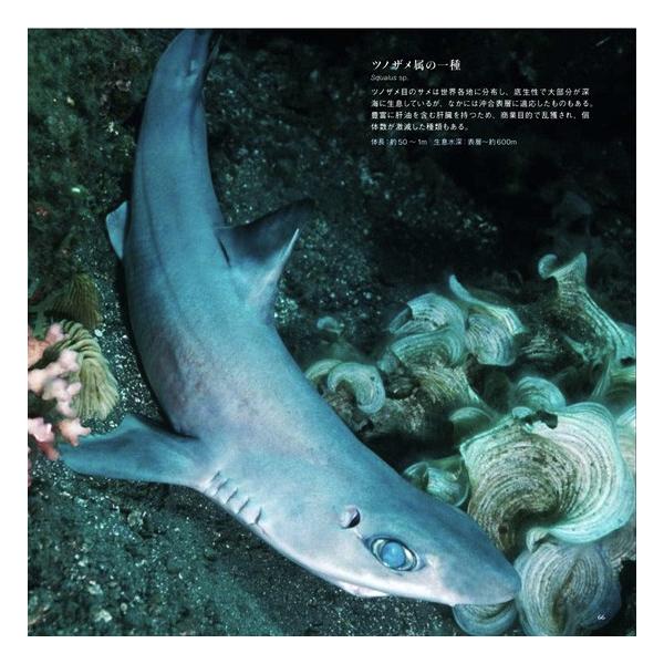 深海魚 図鑑 本 写真集 パイインターナショナル 深海世界 フルカラー 96ページ ゆうパケット発送可 まんぼう屋ドットコム Buyee Buyee 日本の通販商品 オークションの代理入札 代理購入