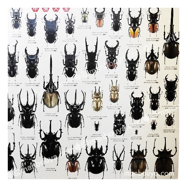 昆虫 グッズ アートポスター インテリア 雑貨 特大 A1サイズ 図鑑タイプ 実物大 甲虫大全 ポスター Buyee Buyee Japanese Proxy Service Buy From Japan Bot Online