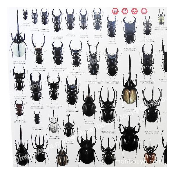 昆虫 グッズ アートポスター インテリア 雑貨 特大 A1サイズ 図鑑タイプ 実物大 甲虫大全 ポスター Buyee Buyee Japanese Proxy Service Buy From Japan Bot Online