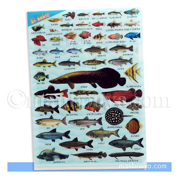 A4 クリアファイル 魚 図鑑 アロワナ ピラルク 文房具 ザ A4 クリアファイル 魚 図鑑 アロワナ ピラルク 文房具 ザ