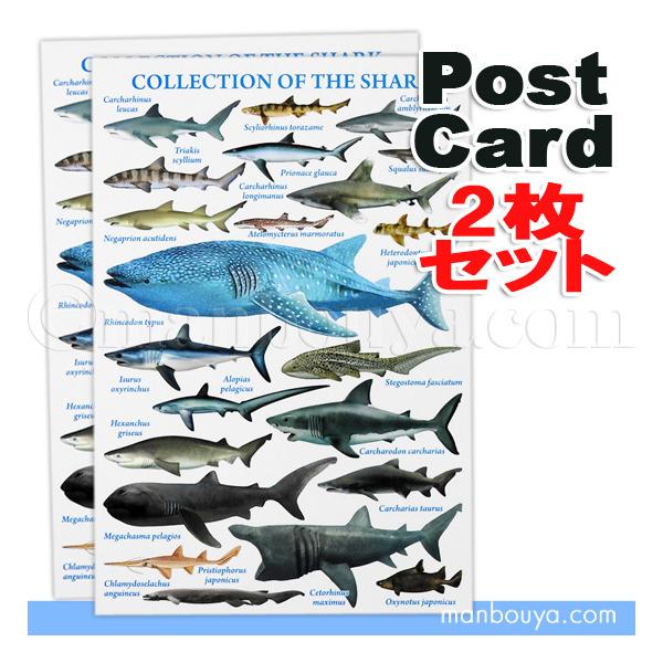 サメグッズ ポストカード おしゃれ 水族館グッズ ザ アクセス 鮫大全 絵葉書 ゆうパケット発送可 Buyee Buyee 日本の通販商品 オークションの代理入札 代理購入